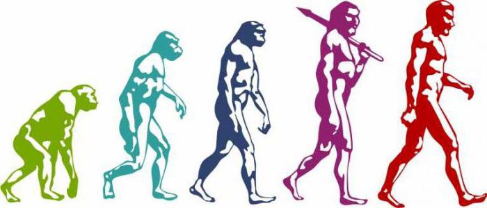 эволюция в биологии это