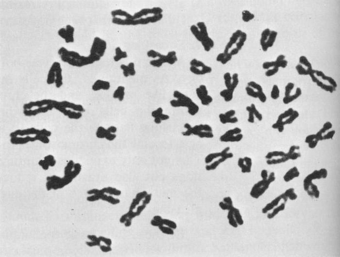 мужские хромосомы