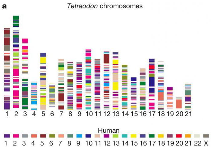 dna rna and protein