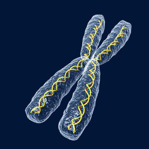 chromatin definition