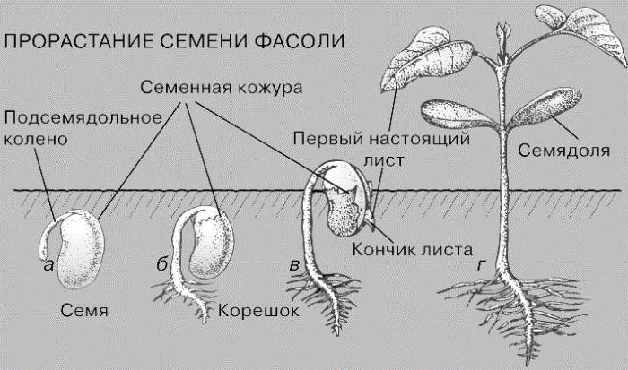 Наталья рассмотрела строение молодого корня фасоли под микроскопом и сделала рисунок под цифрой 1