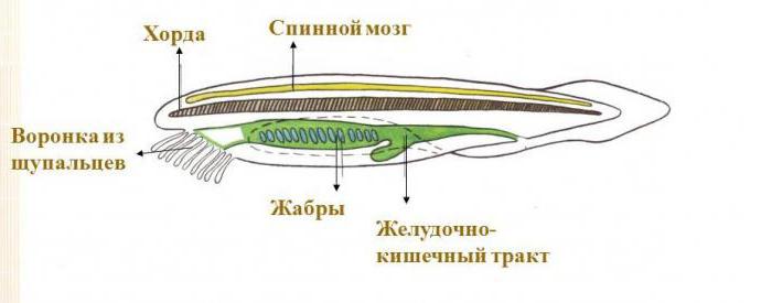 Наличие хорды у человека