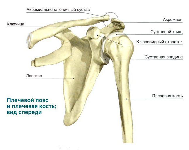 нормальная анатомия плечевой кости
