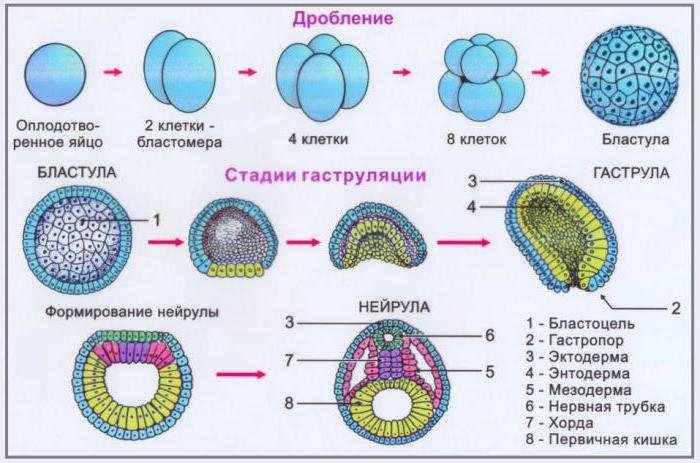 Какая стадия эмбрионального развития изображена на рисунке