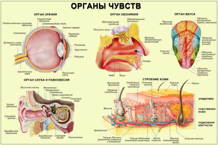 physiology of sensory systems