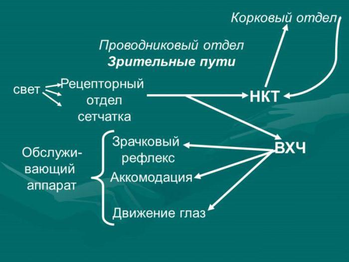 physiology of analyzers