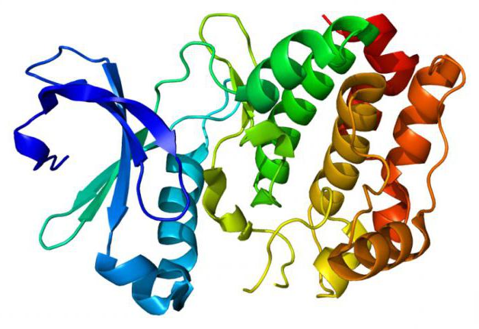  белки физико химические свойства белков