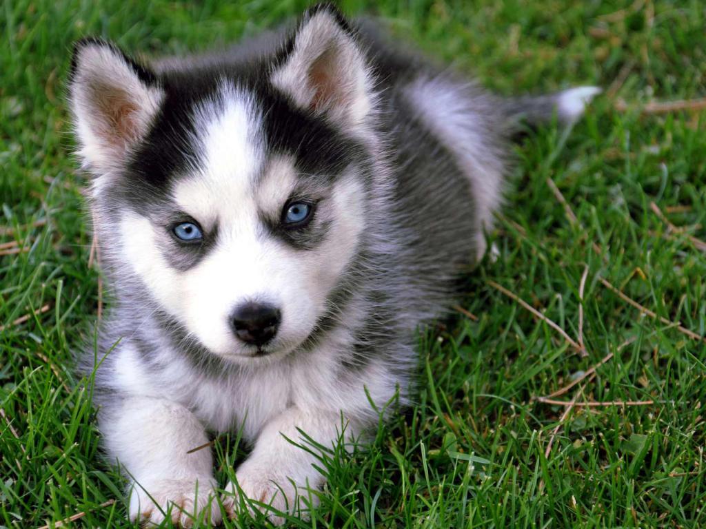 Husky dog