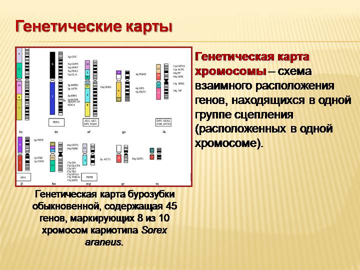 Схема взаимного расположения генов в хромосоме это