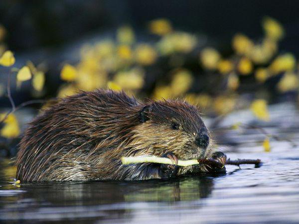 interesting facts about beavers