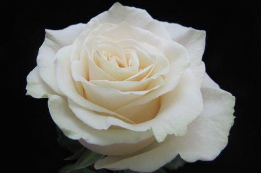 роза мондиаль фото