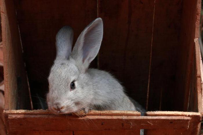 breeding chinchillas