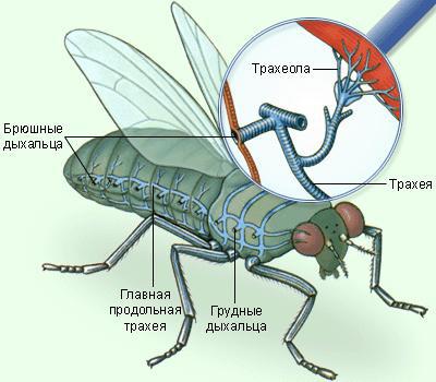 органы животных системы органов