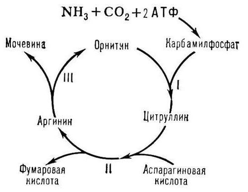 орнитиновый цикл реакции