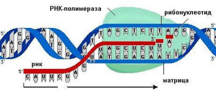 какова роль цитоплазмы в биосинтезе белка коротко