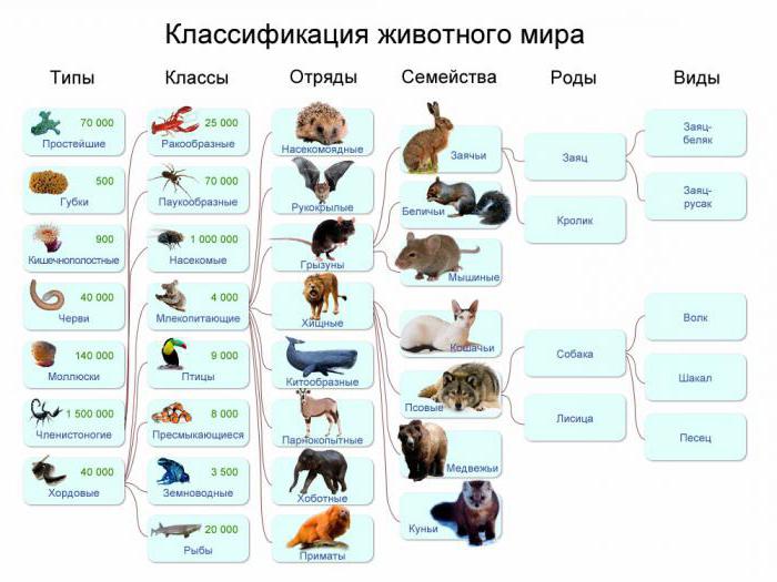 К какой группе относится сканер