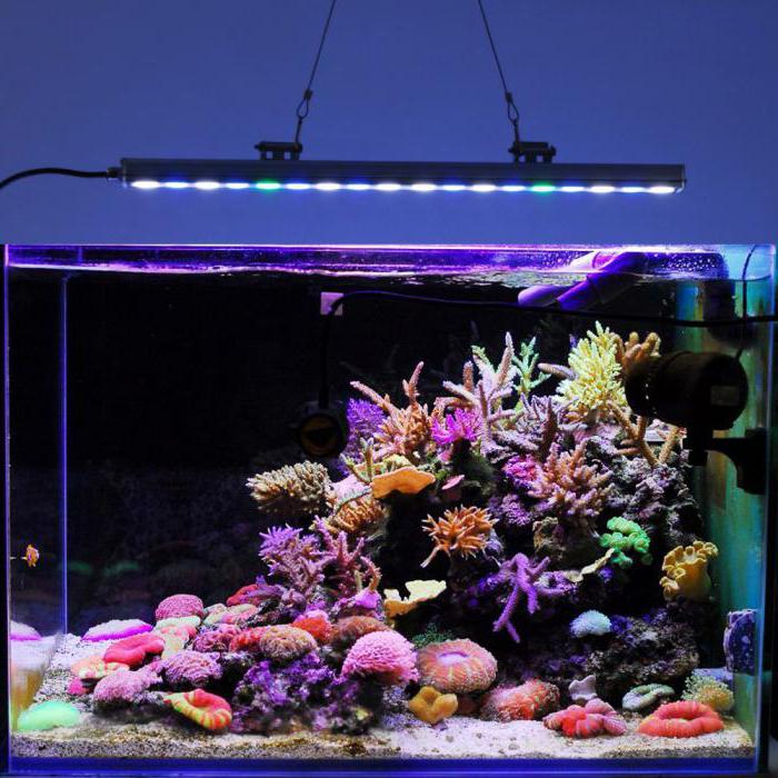 освещение аквариума светодиодными лампами