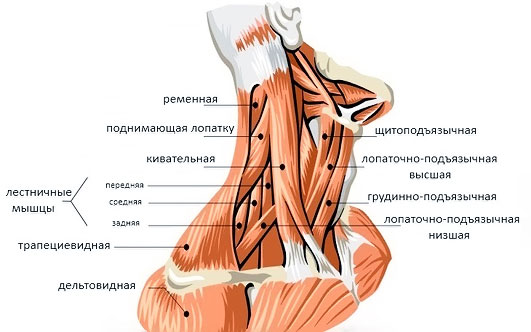 Мышцы шеи