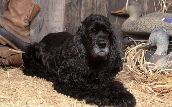 black english cocker spaniel