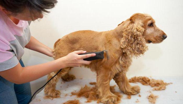 haircut english cocker spaniel