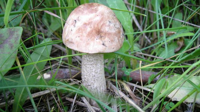 при какой температуре растут грибы осенью подберезовики