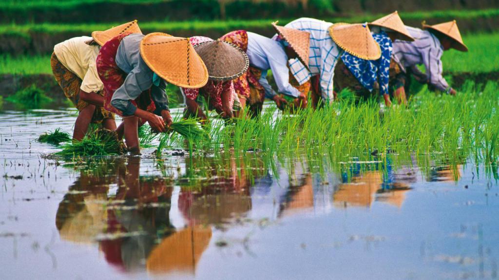 сельское хозяйство вьетнама