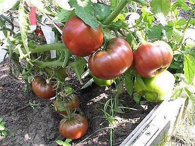 черные томаты отзывы 