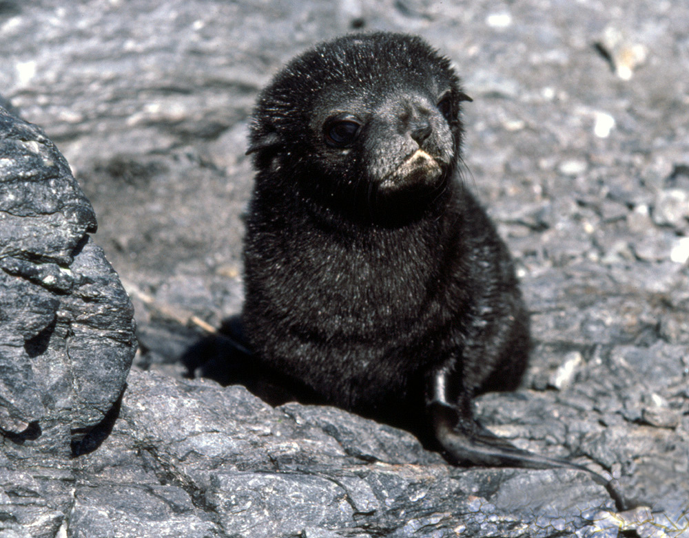 Southern Fur Cub