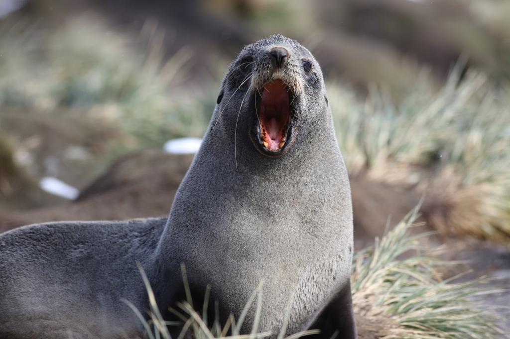 southern fur seal.