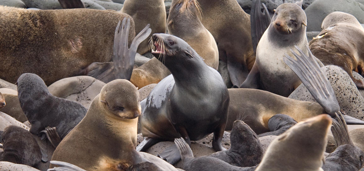 rookery of northern fur seals.