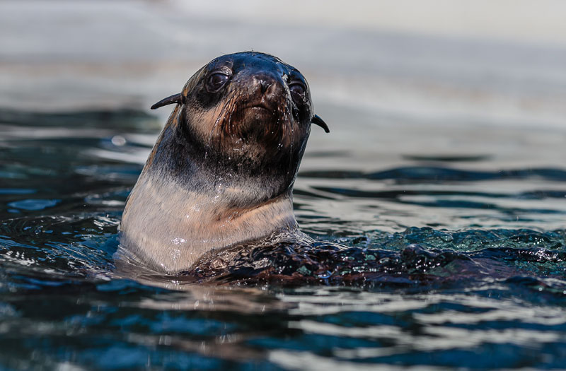 Northern fur seal in the water.