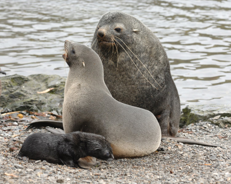 family of northern fur seals.