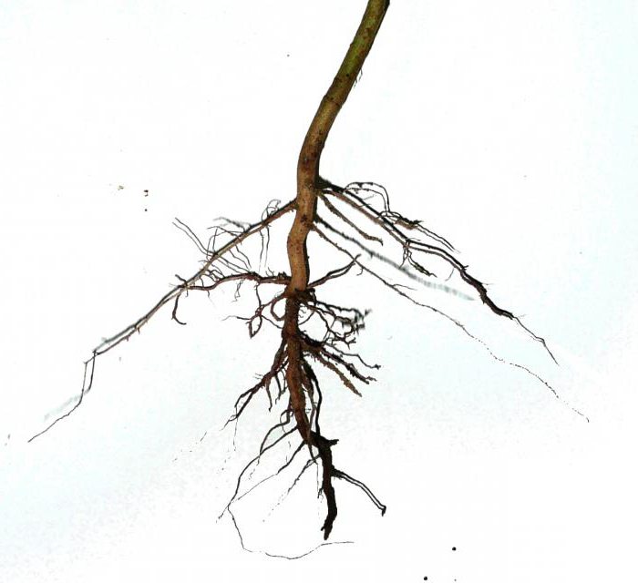 какие растения стержневую корневую систему