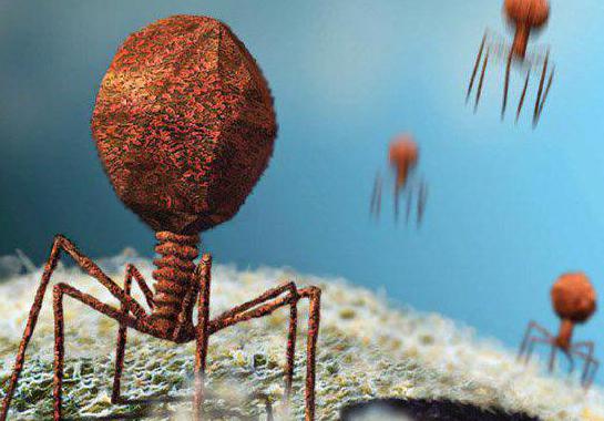 неклеточные формы жизни вирусы и бактериофаги