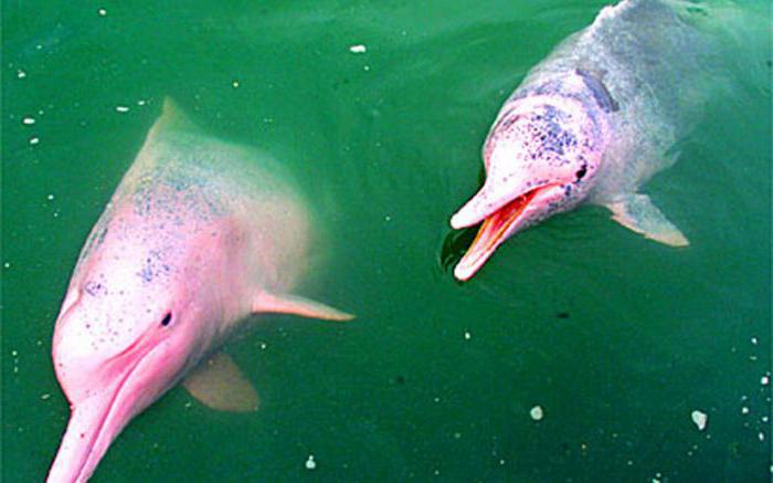 розовые дельфины