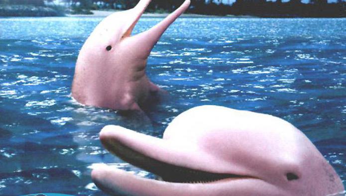 розовые дельфины фото