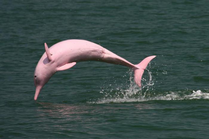 розовый речной дельфин