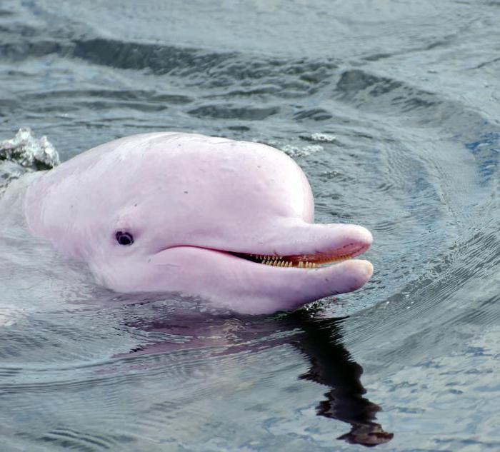 розовые дельфины где обитают