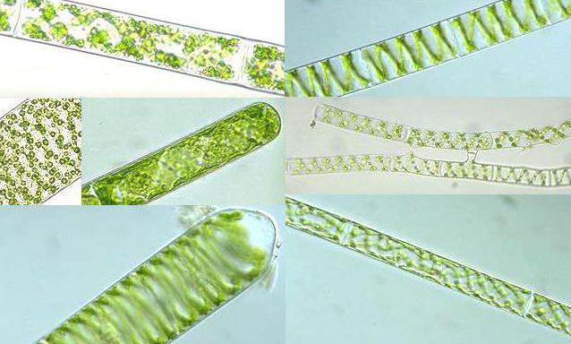 Спирогира водоросль фото и описание