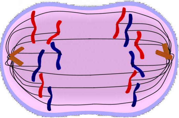 какие клетки образуются в результате митоза