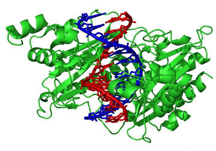 строение белковых молекул