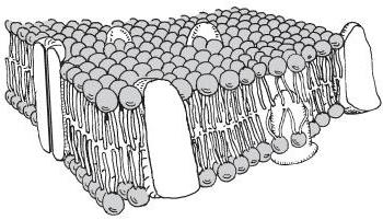 строение и функции клеточных