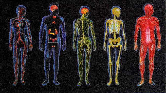 systems integrating all organs