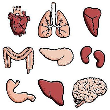 animal organ systems