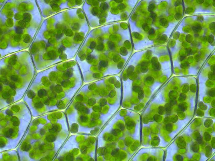 состав растительной клетки