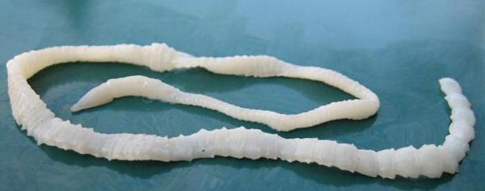 особенности строения плоских червей