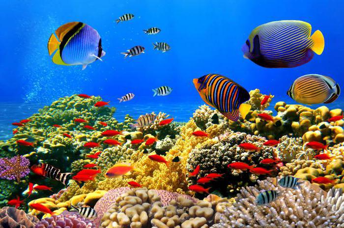 Какие свойства характерны водной среде обитания