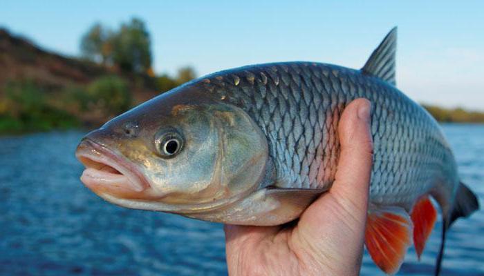 fish families fish classification