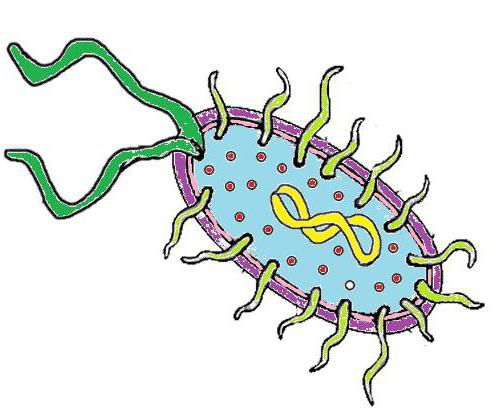 Клетка бактерии рисунок