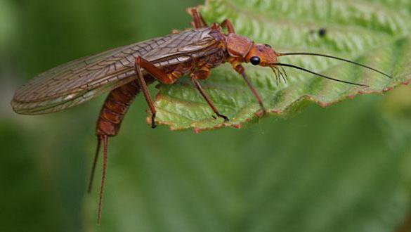 к насекомым с неполным превращением относятся жуки